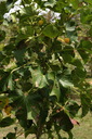 img/plants/euphorbiaceae/jatropha_curcas_1.jpg