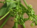 img/plants/euphorbiaceae/jatropha_curcas_2.jpg