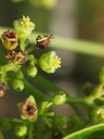 img/plants/euphorbiaceae/jatropha_curcas_3.jpg