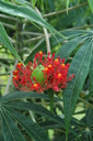img/plants/euphorbiaceae/jatropha_multifida_1.jpg
