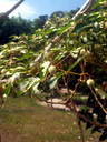 img/plants/euphorbiaceae/manihot_esculentum_01.jpg