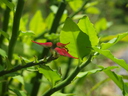 img/plants/euphorbiaceae/pedilanthus_tithymaliodes_3.jpg