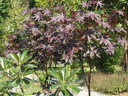 img/plants/euphorbiaceae/ricinus_communis_1.jpg