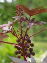 img/plants/euphorbiaceae/ricinus_communis_2.jpg
