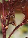 img/plants/euphorbiaceae/ricinus_communis_3.jpg