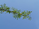 img/plants/fab-mimo/acacia_farnesiana.jpg