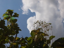 img/plants/lamiaceae/tectona_grandis.jpg