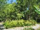 img/plants/lauraceae/cinnamons.jpg