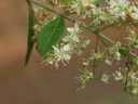 img/plants/lythraceae/lawsonia_inermis.jpg