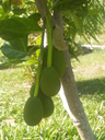 img/plants/moraceae/artocapus_heterophyllus_01.jpg