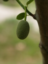 img/plants/moraceae/artocapus_heterophyllus_04.jpg