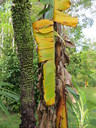 img/plants/musaceae/kluai-roi-wi-aab.jpg