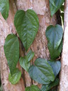 img/plants/piperaceae/piper_aurantiacum_1.jpg