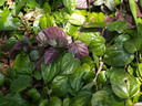 img/plants/piperaceae/piper_aurantiacum_2.jpg