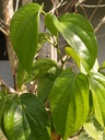 img/plants/piperaceae/piper_betle.jpg