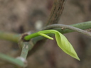 img/plants/piperaceae/piper_nigrum_1.jpg