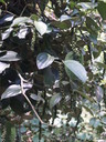 img/plants/piperaceae/piper_nigrum_2.jpg
