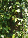 img/plants/piperaceae/piper_nigrum_3.jpg