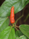 img/plants/piperaceae/piper_retrofractum_1.jpg