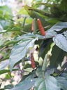 img/plants/piperaceae/piper_retrofractum_2.jpg