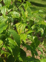 img/plants/piperaceae/piper_sarmentosum.jpg
