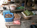 img/plants/piperaceae/ranong_12-2003.jpg