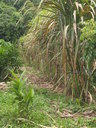 img/plants/poaceae/saccharum_officinarum_03.jpg