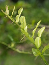 img/plants/rutaceae/citrus_hystrix_01.jpg
