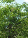 img/plants/rutaceae/murraya_koenigii_1.jpg