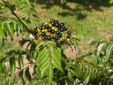 img/plants/rutaceae/murraya_koenigii_3.jpg