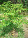 img/plants/solanaceae/capsicum_frutescens_2.jpg