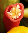 img/plants/solanaceae/capsicum_placenta.jpg