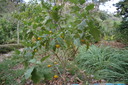 img/plants/solanaceae/solanum_aculeatisimum_1.jpg