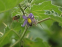 img/plants/solanaceae/solanum_mammosum_1.jpg
