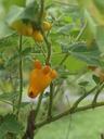 img/plants/solanaceae/solanum_mammosum_2.jpg