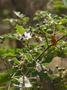 img/plants/solanaceae/solanum_santiwongsei.jpg
