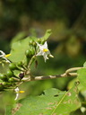 img/plants/solanaceae/solanum_torvum_1.jpg