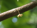 img/plants/sterculiaceae/theobroma_cacao_1.jpg
