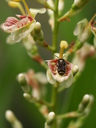 img/plants/zingiberaceae/alpinia_officinarum_2.jpg