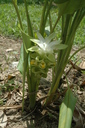 img/plants/zingiberaceae/curcuma_longa_1.jpg
