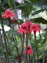 img/plants/zingiberaceae/etlingera_elatior_1.jpg
