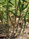 img/plants/zingiberaceae/zingiber_officinale_1.jpg