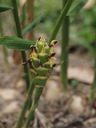 img/plants/zingiberaceae/zingiber_officinale_2.jpg
